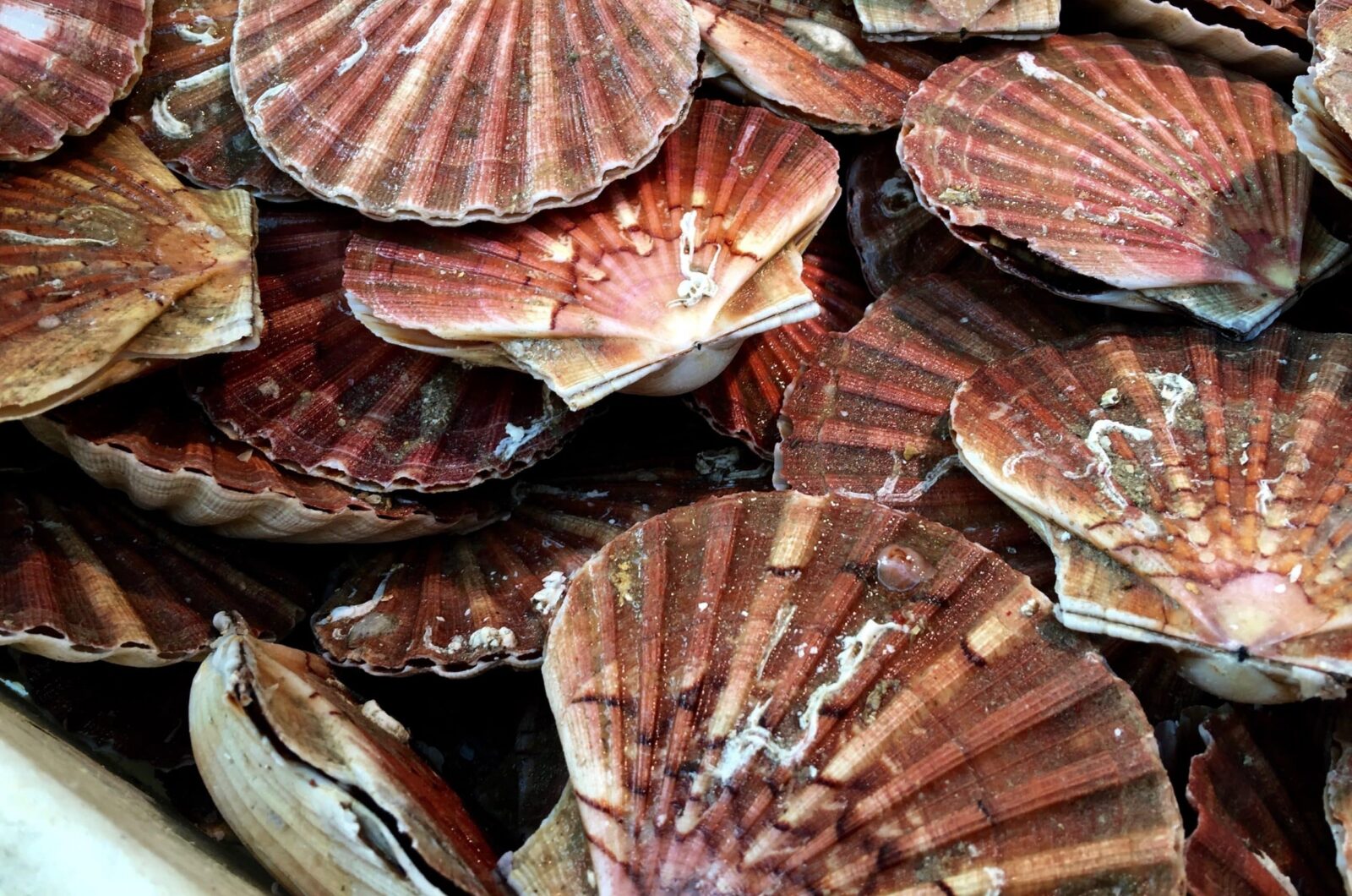 Coquilles met monchou en dragonsaus