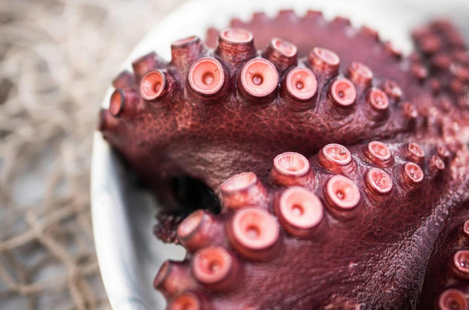 Frisse octopus tentakel